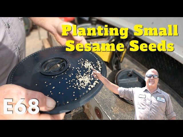 Larry's Life E68  | Tips Planting Sesame