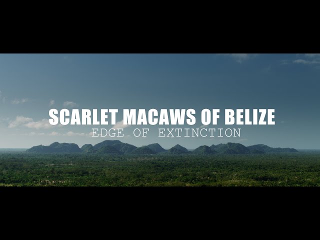 Scarlet Macaws of Belize - Edge of Extinction