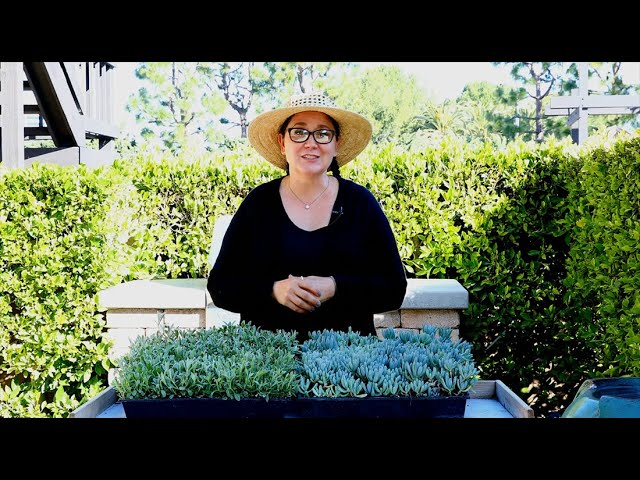 Five Best Lawn Alternatives (Ground Cover) with Sarah