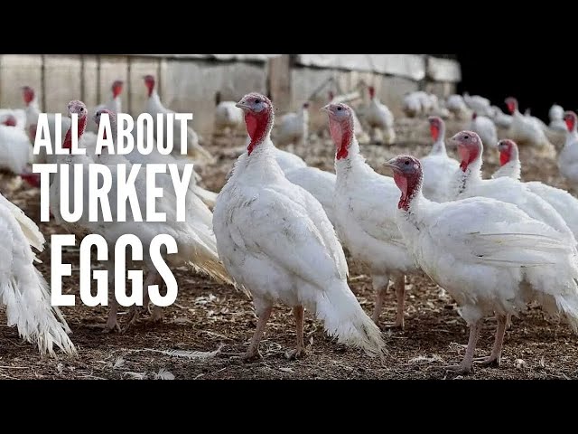 Turkey Eggs: All You Need to Know About Them