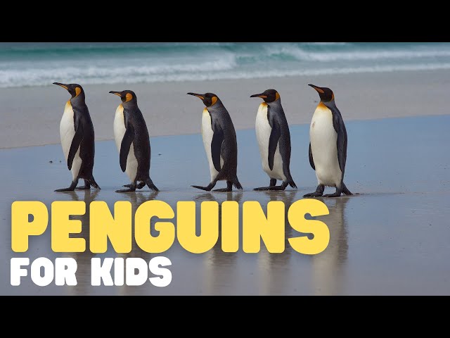 Penguins for Kids | Learn all about this unique bird