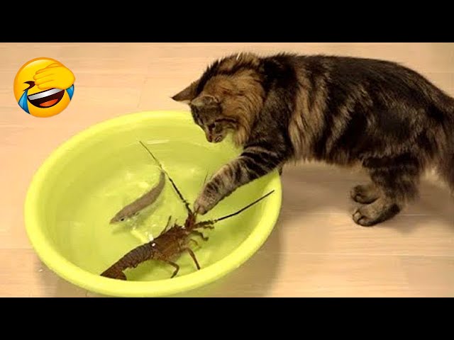 1 Hour of Funniest Cat Videos on the Planet #8 - Best Funny Animal Videos