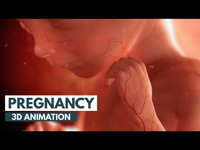 Pregnancy: A Month-By-Month Guide | 3D Animation