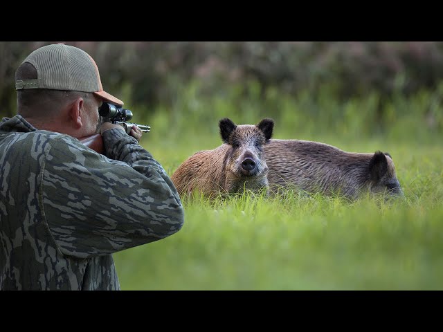 Hunting Wild Boar with a 22Mag! {Catch Clean Cook} Destructive Hogs make Tasty Treats!!!