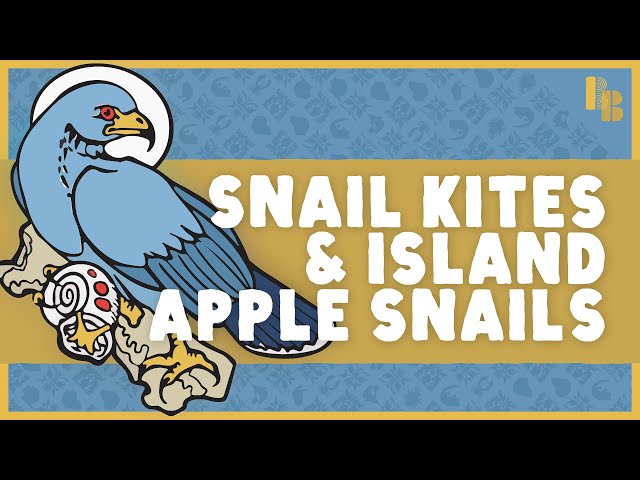 How An Invasive Snail May Save An Endangered Bird