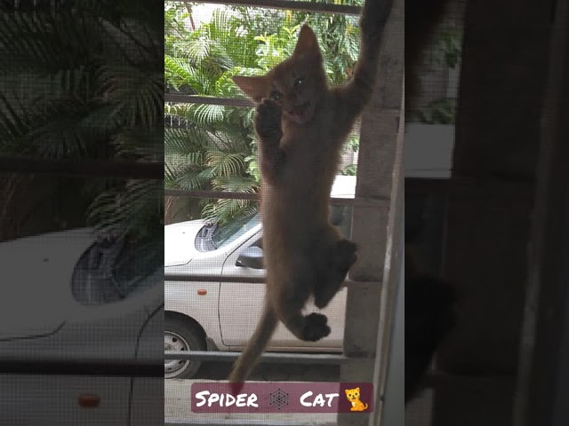 Spider Cats #cat #shorts