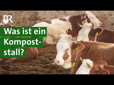 Sägespäne als Einstreu: So funktioniert ein Kompoststall | Kuhstall Doku | Unser Land | BR