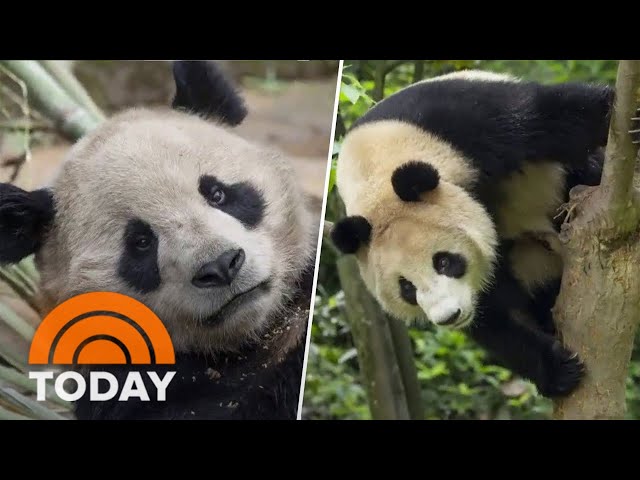 San Diego Zoo shares photos of 2 pandas arriving this summer