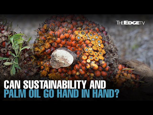 Can sustainability and palm oil go hand in hand?