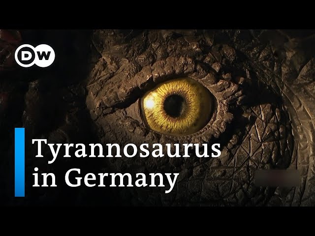 The dinosaur village | DW Documentary
