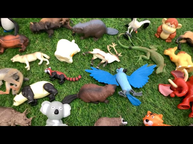 I Spy Zoo Animals -  Can You Find the Kangaroo? Game with Toys for Kids