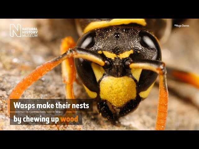 Why do wasps build nests? | Natural History Museum