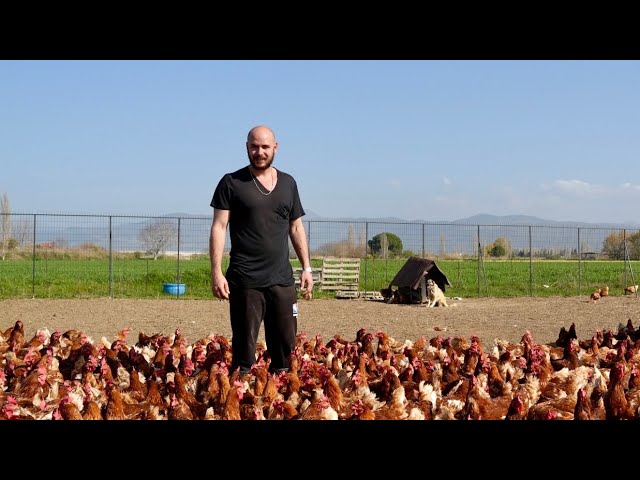 İstanbul’dan taşındı, kendi işini kurdu (700 tavuk 1 günde kaç yumurta verir?)