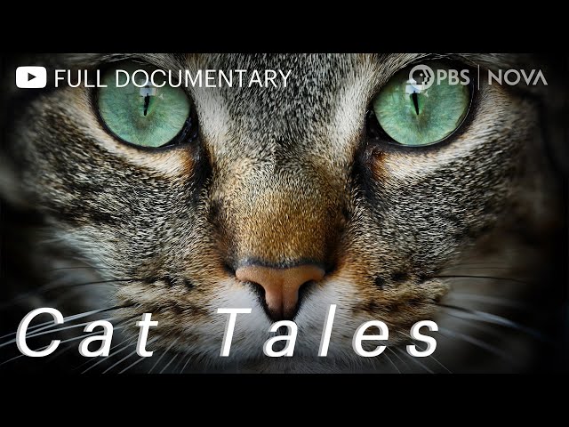 Cat Tales | Full Documentary | NOVA | PBS