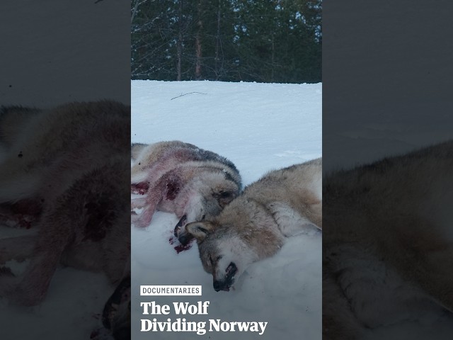 The Wolf Dividing Norway | Guardian Documentaries