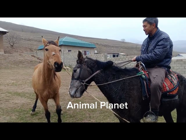 Neues Video über das Leben der Pferde 2024 #4