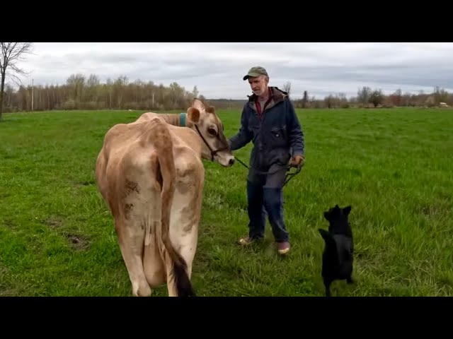 Can we get this cow to eat grass??!  // Farming with Draft Horses #633