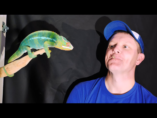 I Fed a Chameleon From My Mouth To Study Its Mouth ( In Slow Motion) | Smarter Every Day 180