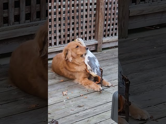 Duck Sibling Annoys Golden Retriever