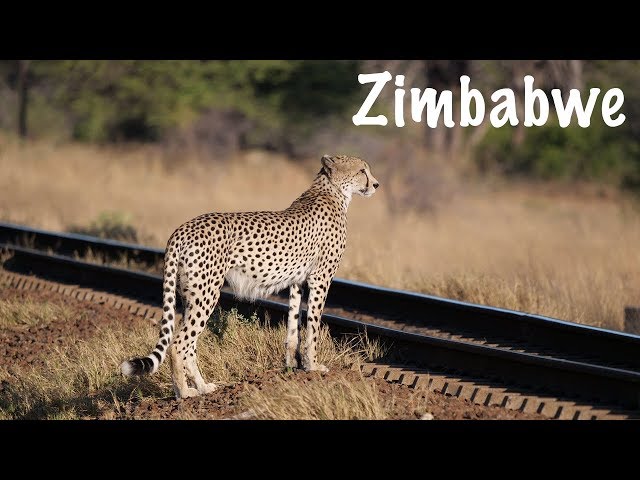 The Hide Safari Camp Experience | Hwange National Park |Zimbabwe