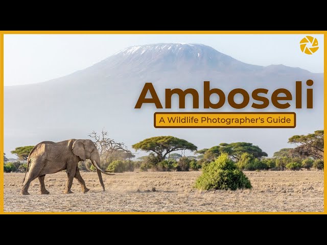 Amboseli National Park - A Wildlife Photographer's Guide.
