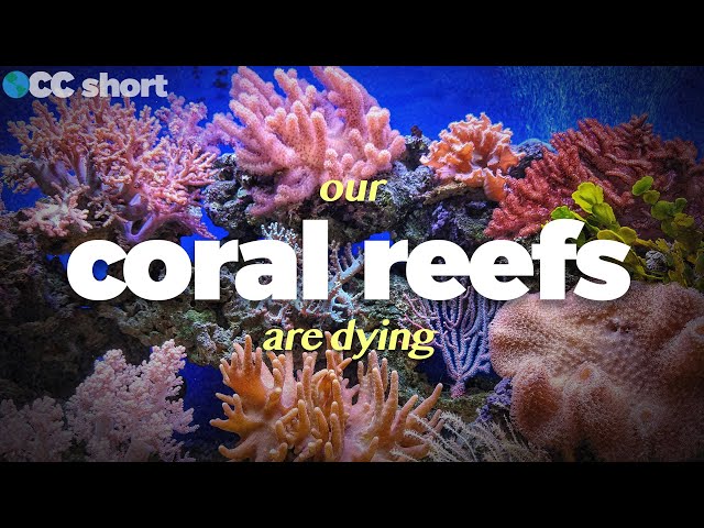 Our Coral Reefs Are Dying #shorts