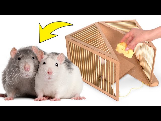 🧀🐀 Einfache Rattenfalle aus Karton DIY