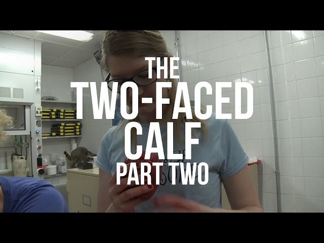 The Two-Faced Calf, Part II