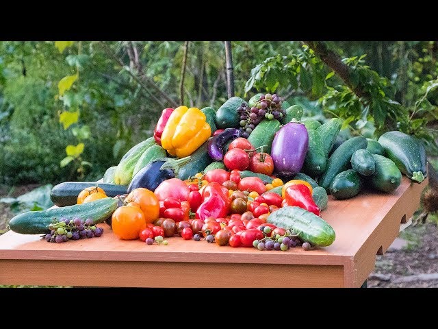 Permaculture Gardening Harvest, Backyard Sustainable Food Forest