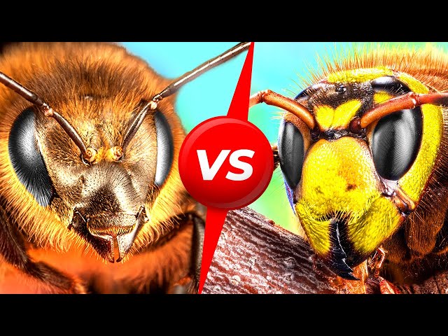 Japanese Bees Do One Insane Thing to Defeat Giant Hornets