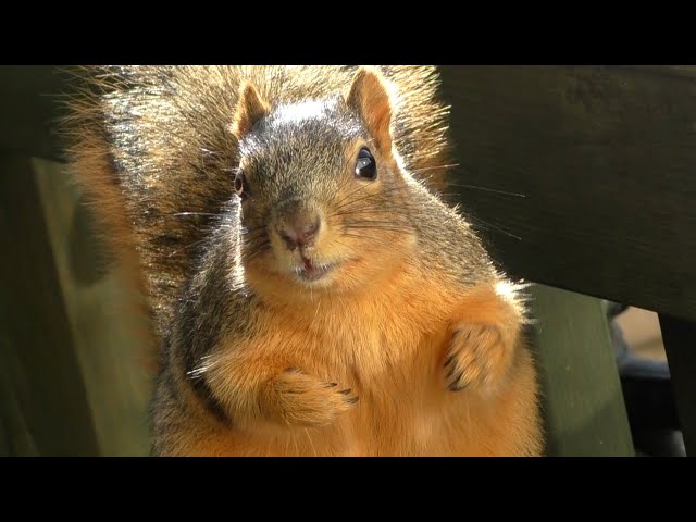 Porch Critter Karaoke 2 Featuring Sweetie the Squirrel - Genius of Love