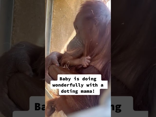 Orangutan Baby at Kansas city Zoo ❤️