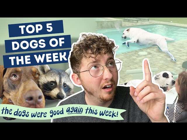 The Dogs Were Good Again (shocking!) | Top 5 Dogs of the Week