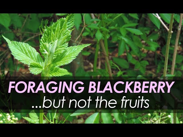 Foraging Blackberry — But Not The Fruits!