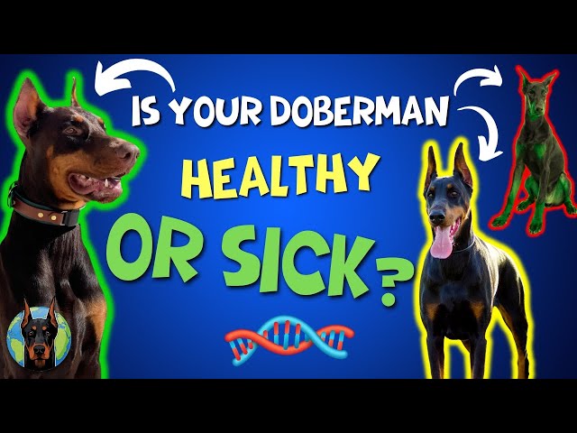 We DNA Test 3 Dobermans—Your Dobie's Results Could Be the Same!