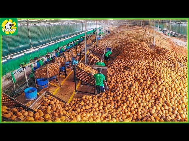 🥥 Harvest Coconuts - How to Produce Millions of Coconut Products | Farming Documentary