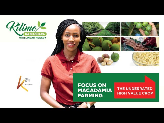 Focus on Macadamia Nut Farming | Kilimo na Biashara