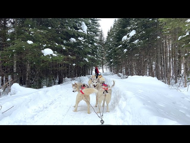 🇨🇦Winter Wonderland⛄❄: Dog Sledding Experience 🐶🐾 Hôtel de Glace(Ice Hotel)🧊☃️ in  Quebec Feb. 2023
