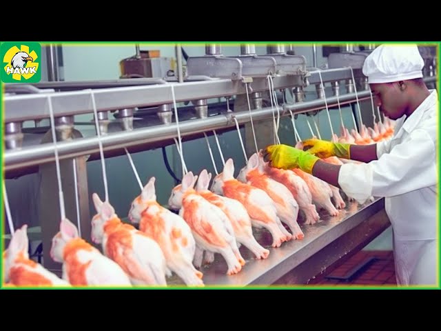 Guinea Pig Farm 🐁 How German Farmers Raise Millions of Guinea Pigs | Processing Factory