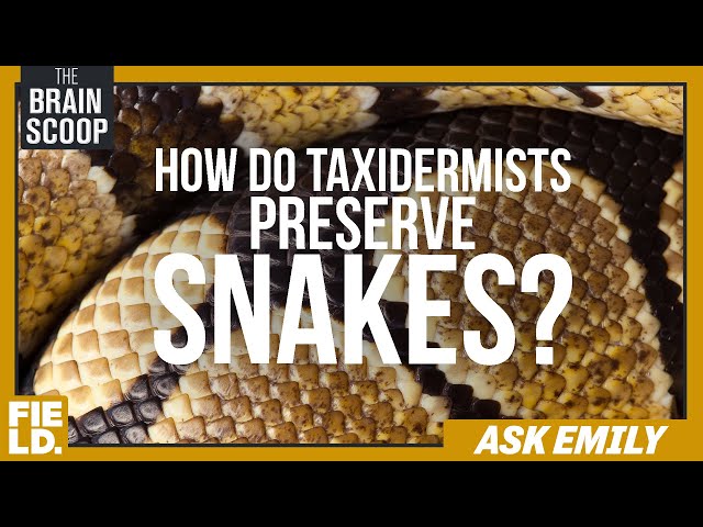 How Do Taxidermists Preserve Snakes? | Ask Emily