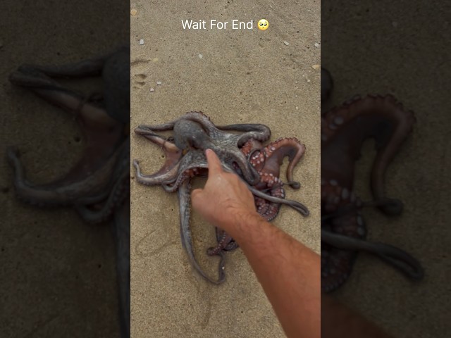Saving 2 octopuses fighting! With my bare hands 🐙 #shorts