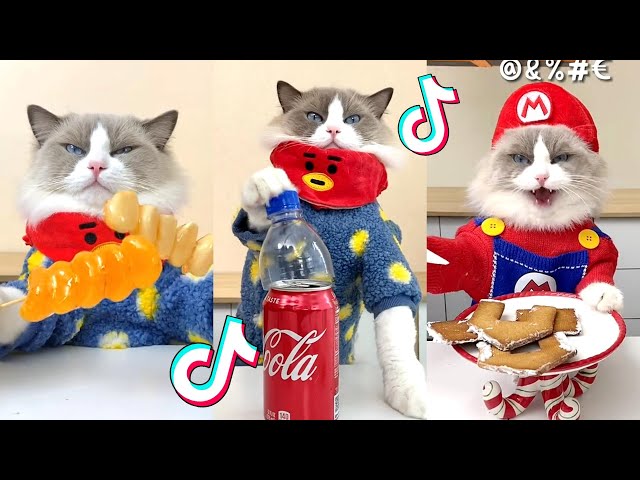 That Little Puff | Cats Make Food 😻 | Kitty God & Others | TikTok 2024 #80
