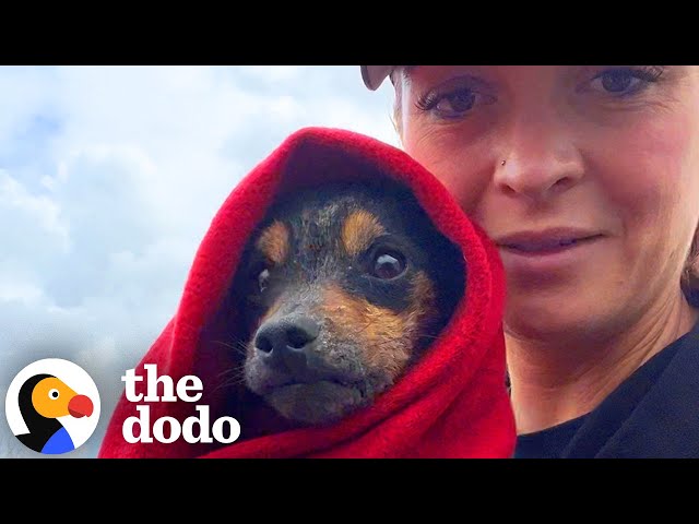Dog Found Hiding In A Box Has The Comfiest House Now | The Dodo