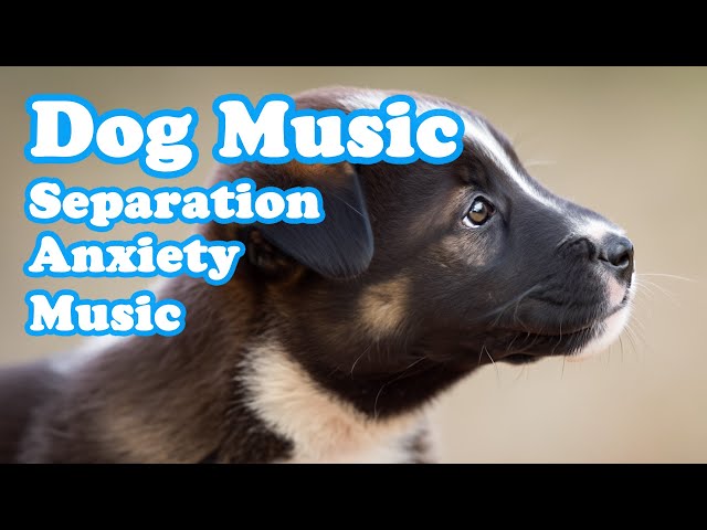Music for Dogs Who are Alone: Cure Separation Anxiety & Relaxing Dog Music