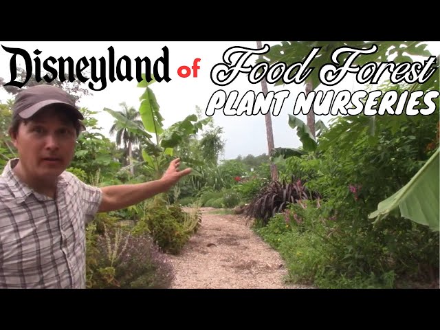 Best Perennial Vegetables for Your Tropical Food Forest Garden