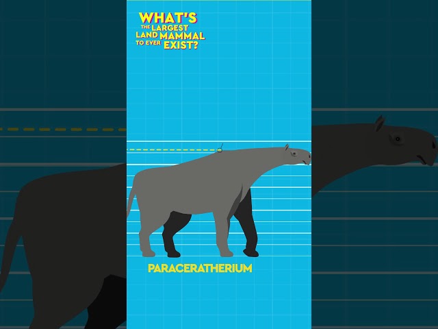 What’s The Largest Land Mammal To Ever Exist? #debunked #kingkong #palaeontology  #shorts