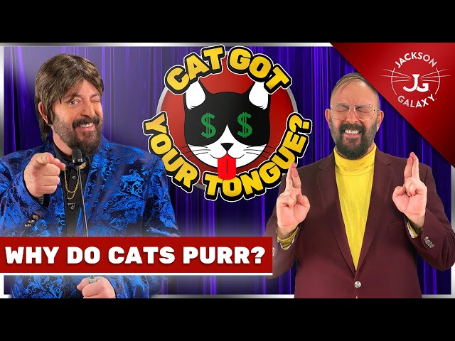 Why Do Cats Purr? | What Cat Purring REALLY Means | Jackson Galaxy