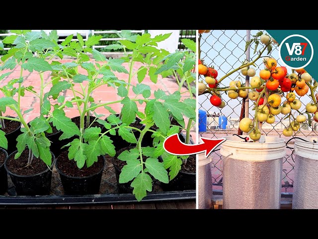 Growing tomatoes from seed in containers | Easy growing guide