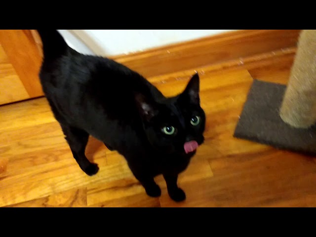 Does blackberry the kitten go "meow meow"?