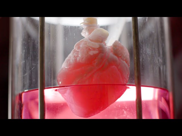 Are Lab-Grown Hearts the Key to Long Life? | Secrets of the Human Body | BBC Earth Science